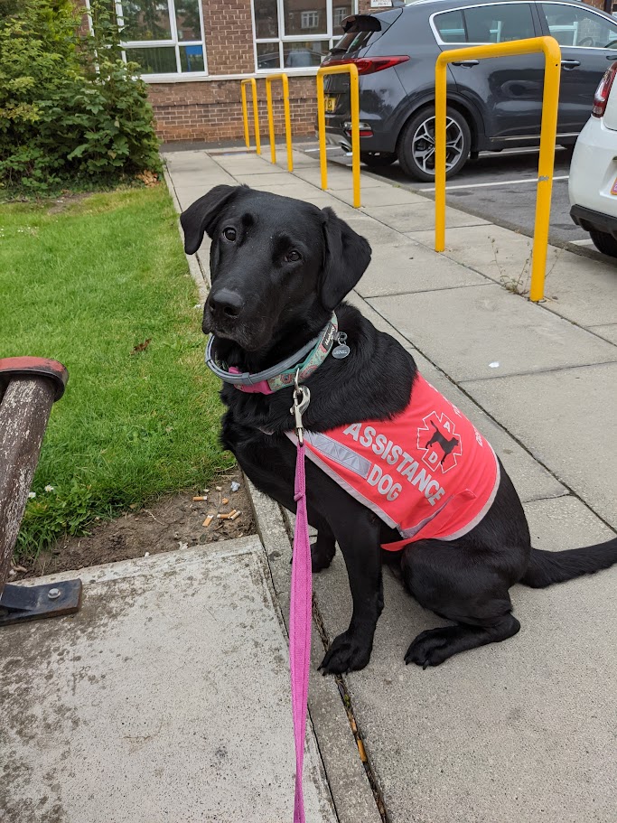 Bambi Assistance Dog