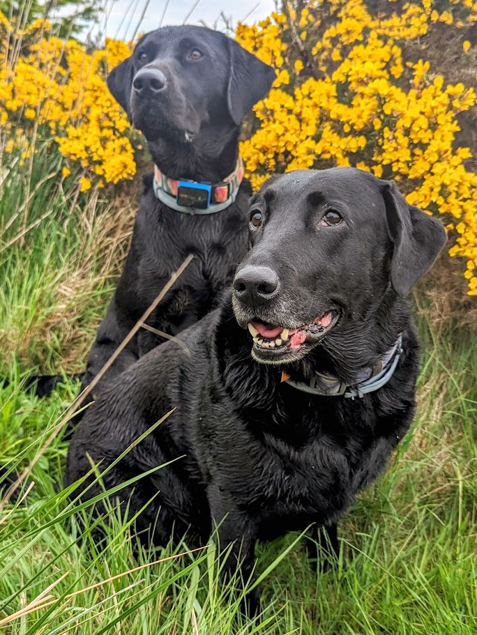 Bambi (front) and Bywyd (back)