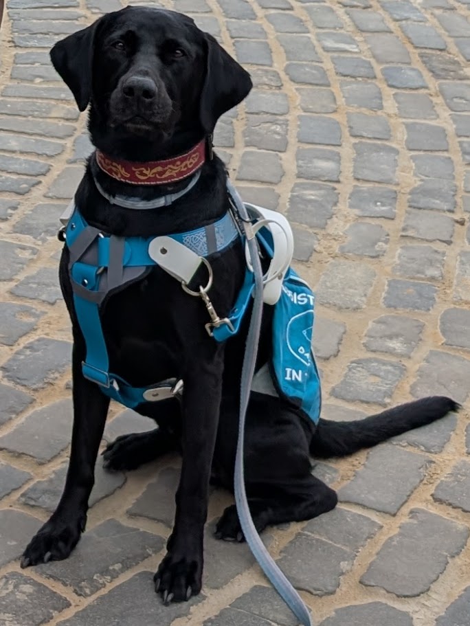 Bywyd Assistance Dog
