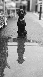 Bywyd black and white with reflection in a puddle