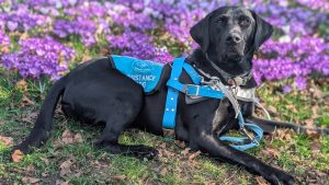 AD Bywyd in front of flowers