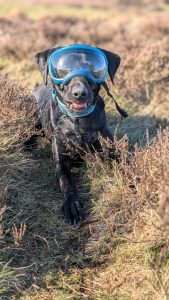 Goggles Bywyd
