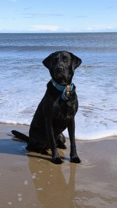 Beach Bywyd