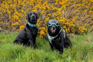 Bywyd and Bambi in the gorse