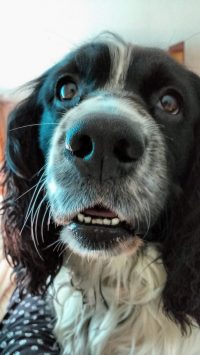 Biggles the Springer Spaniel