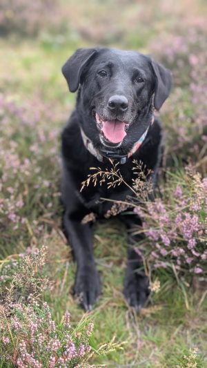 Bambi in the Heather